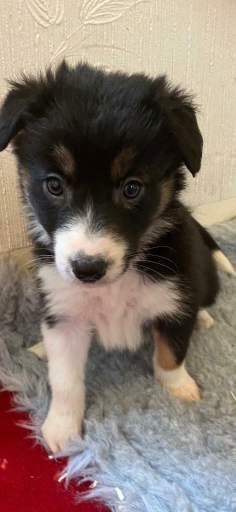 border collie pups gumtree